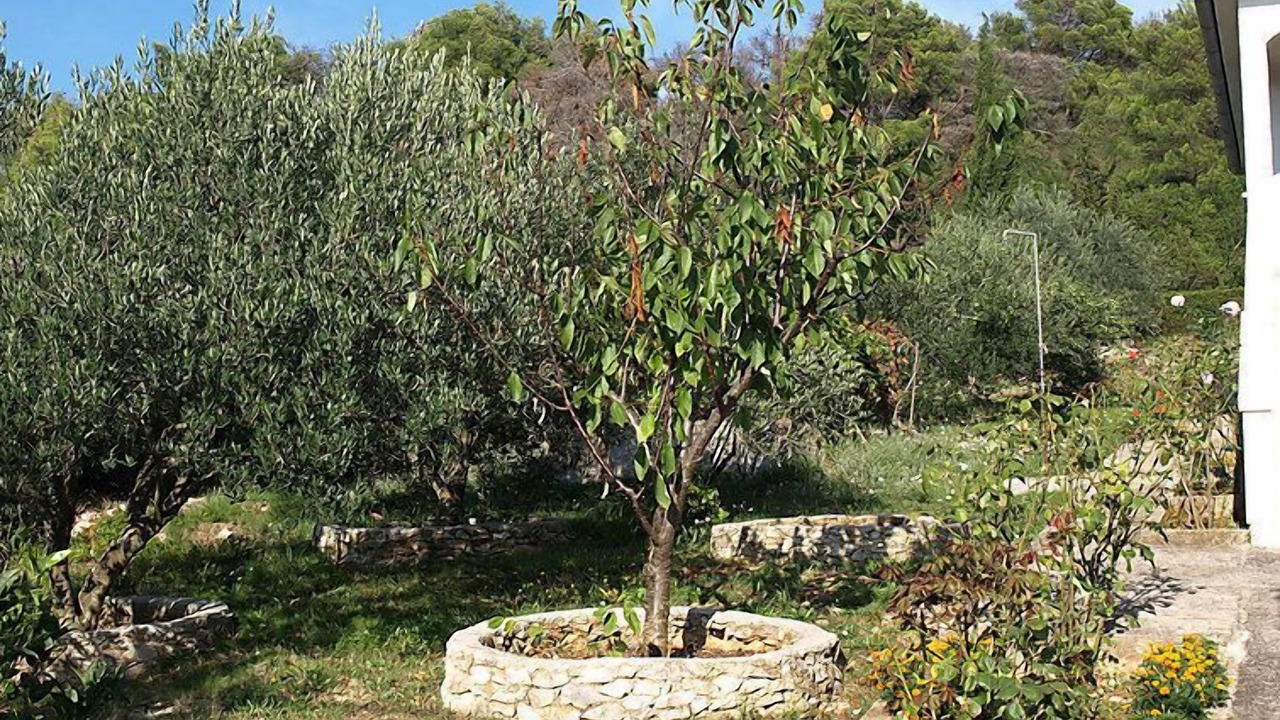 Photo of Outdoor in Molat
