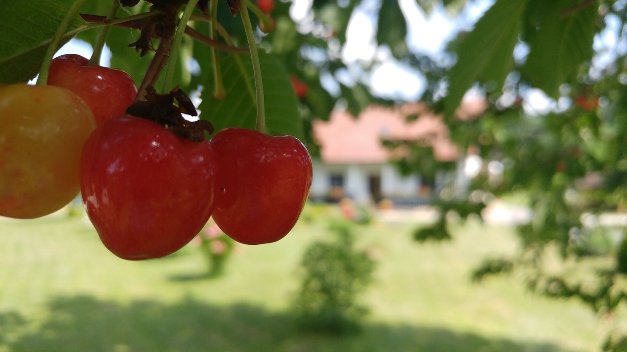 Photo of Outdoor in Smoljanac