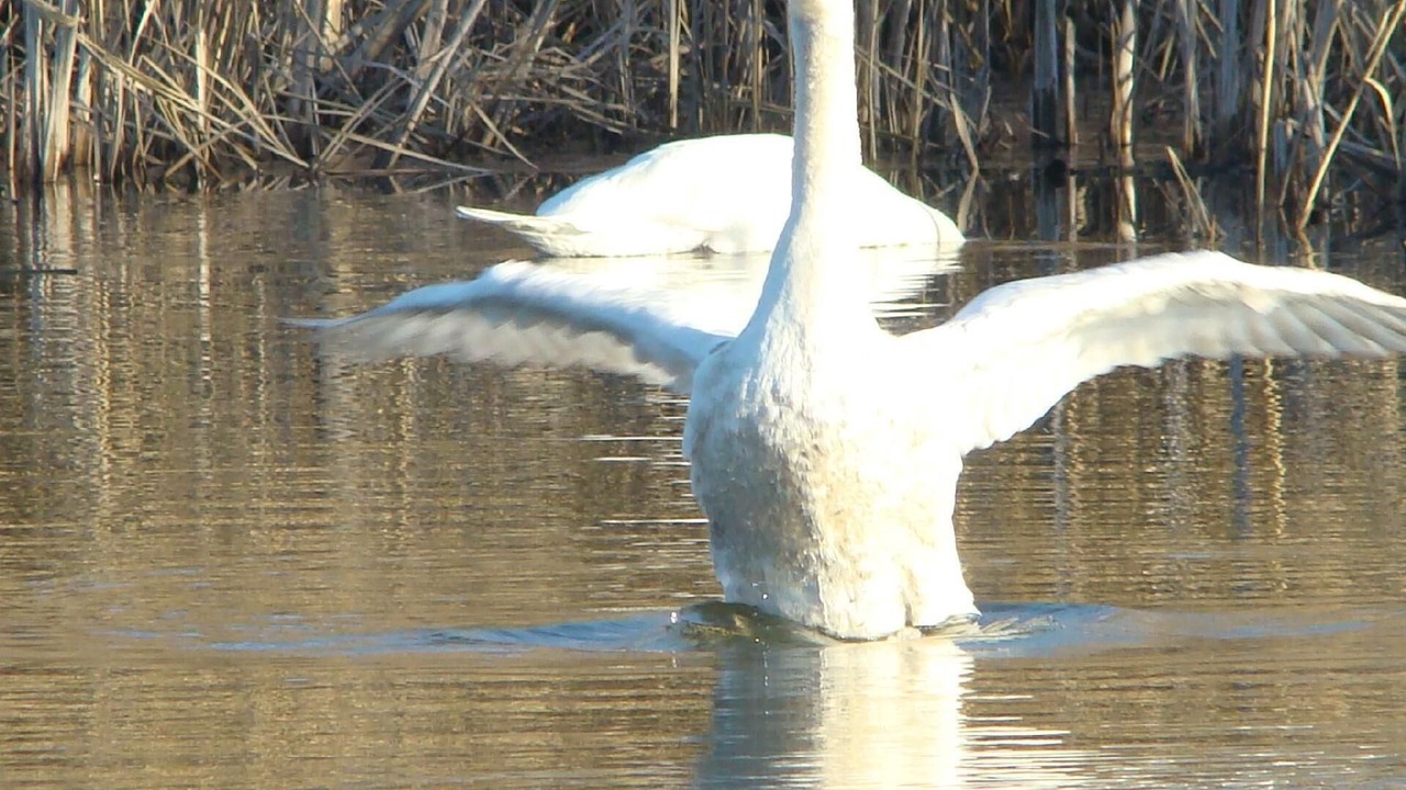 Photo of Others in Sisak-Moslavina