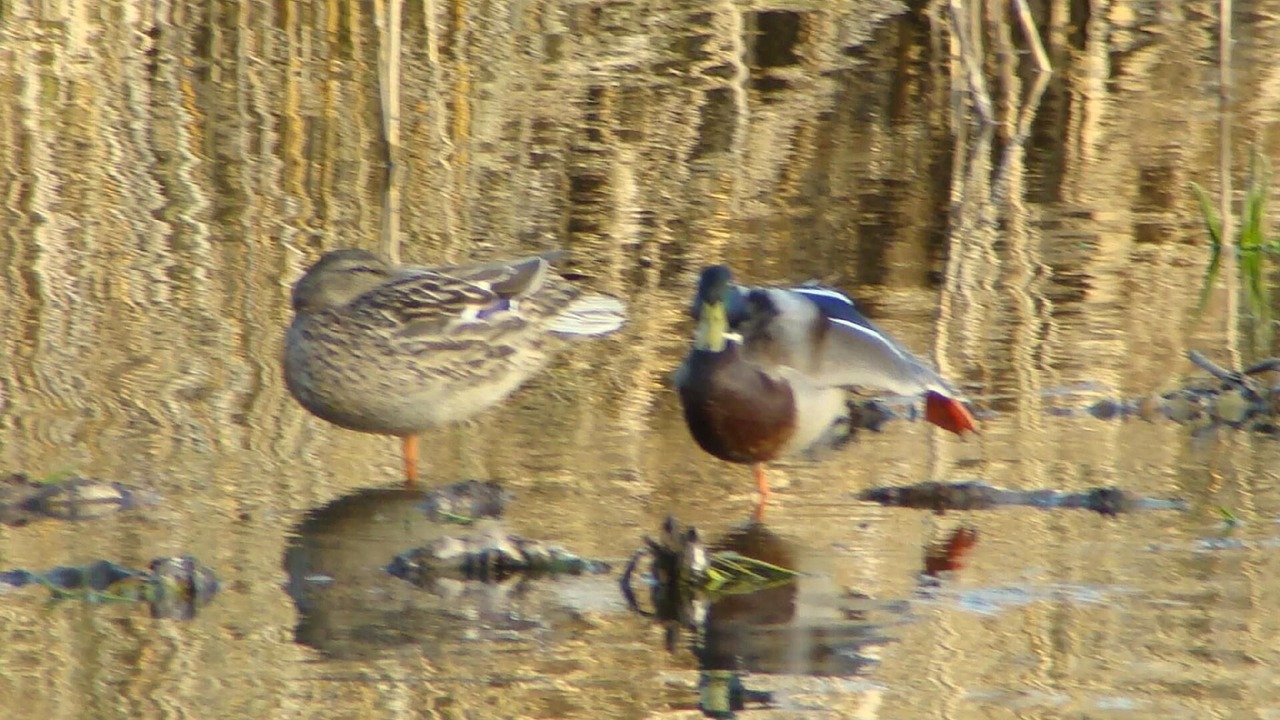 Photo of Others in Sisak-Moslavina
