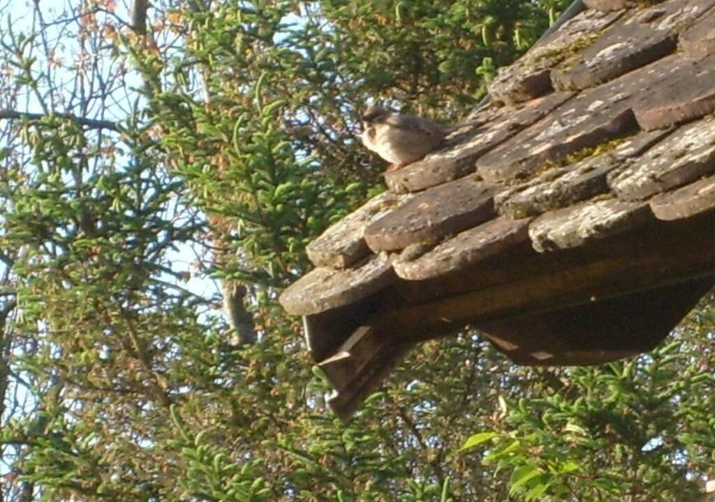 Photo of Others in Sisak-Moslavina