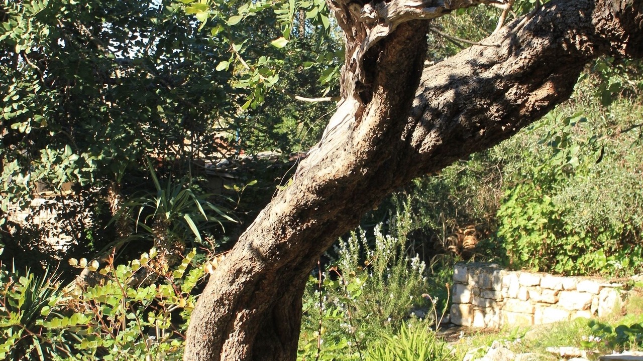 Photo of Outdoor in Cove Rogacic