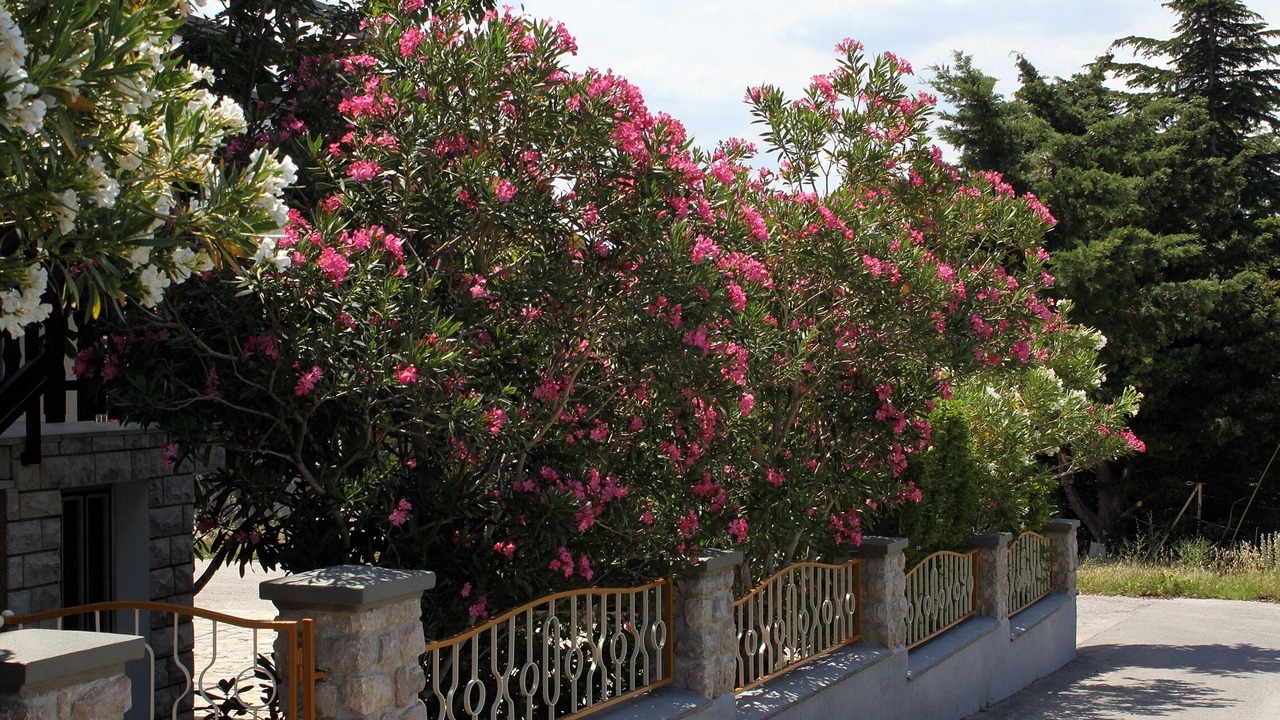 Photo of Outdoor in Starigrad