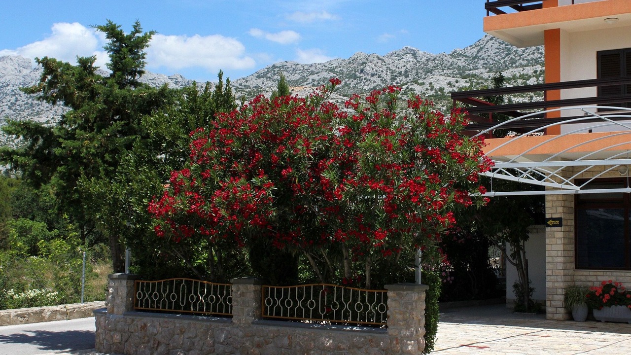 Photo of Outdoor in Starigrad