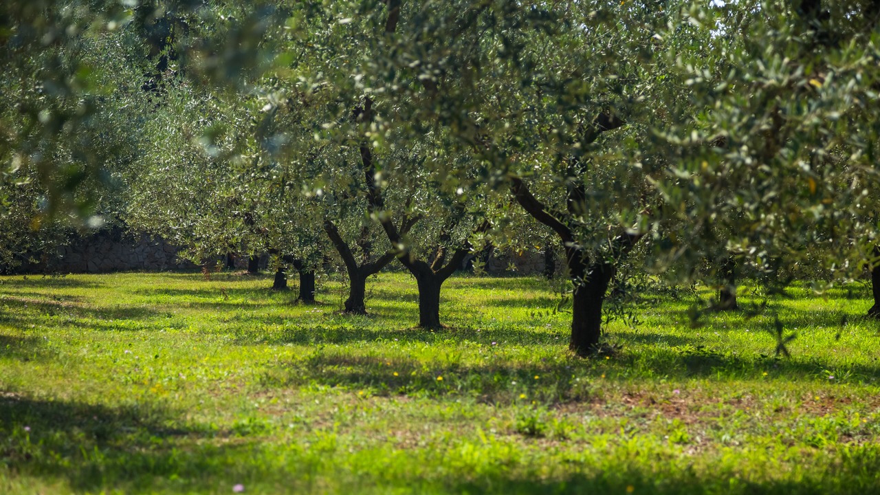 Photo of Outdoor in Premantura