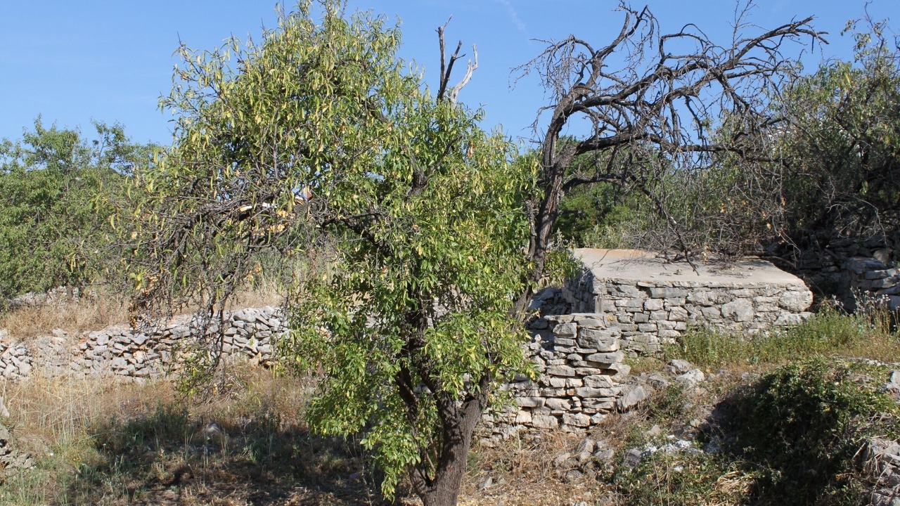Photo of Others in Island Dugi Otok