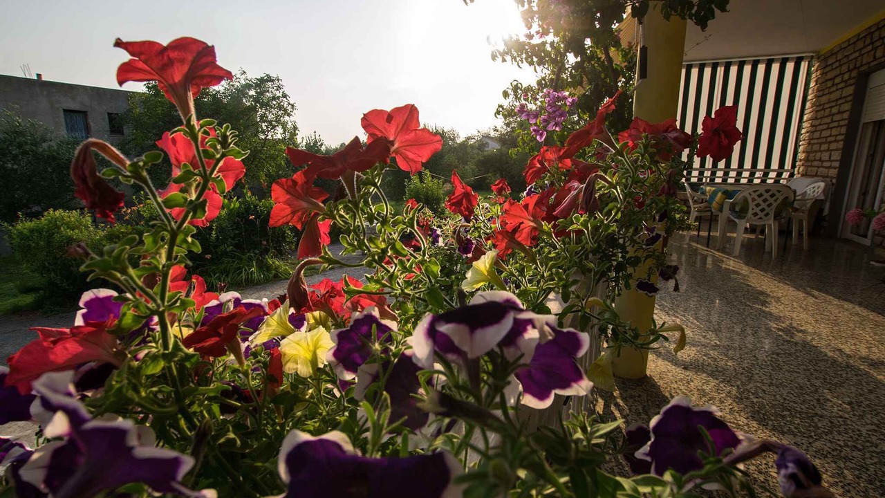 Photo of Others in Starigrad