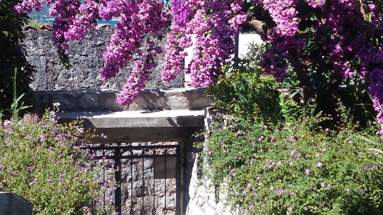 Photo of Outdoor in Trsteno