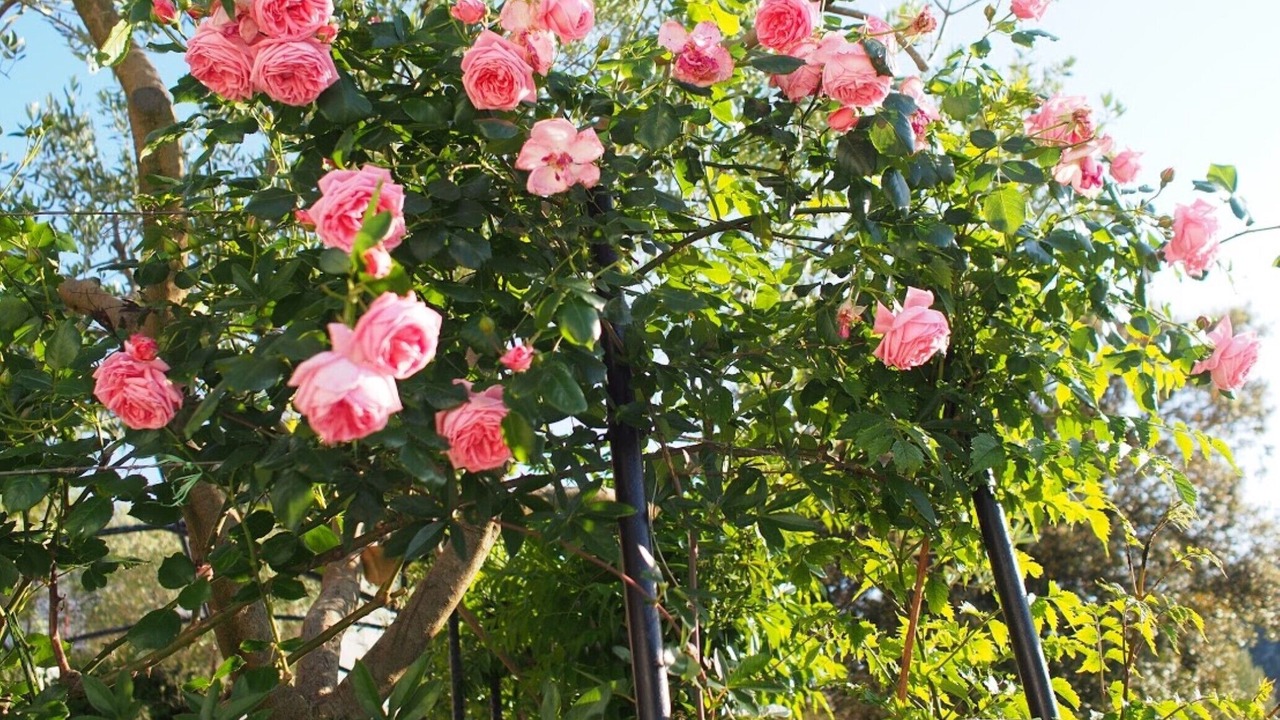 Photo of Outdoor in Vinisce