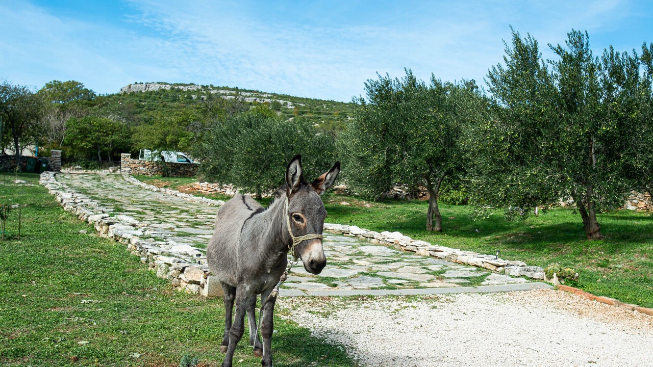 Photo of Outdoor in Benkovac