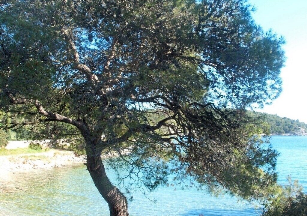 Photo of Others in Cove Osibova (Milna)