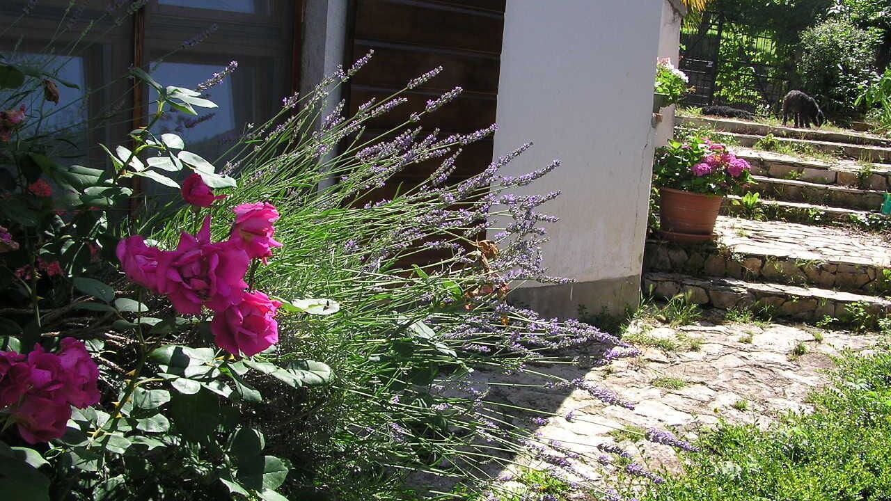 Photo of Outdoor in Motovun