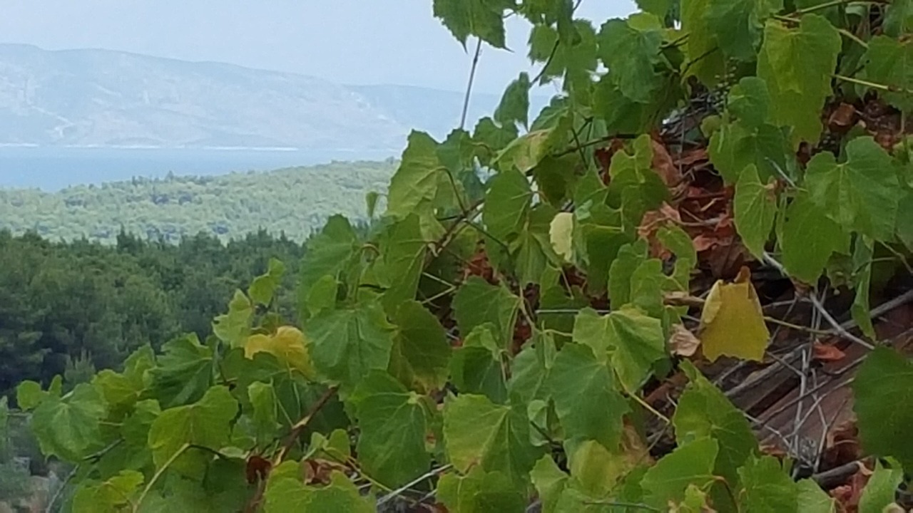 Photo of Others in Pitve