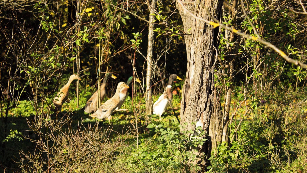 Photo of Others in Ozalj