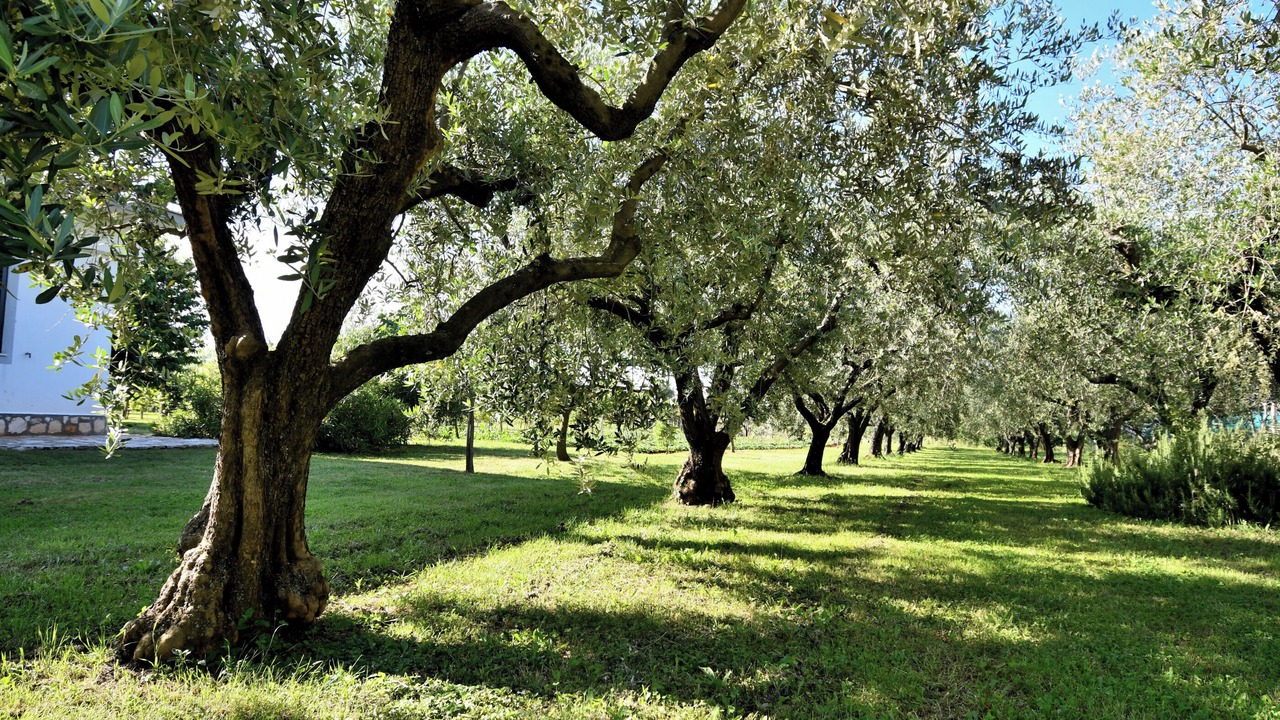 Photo of Outdoor in Radini