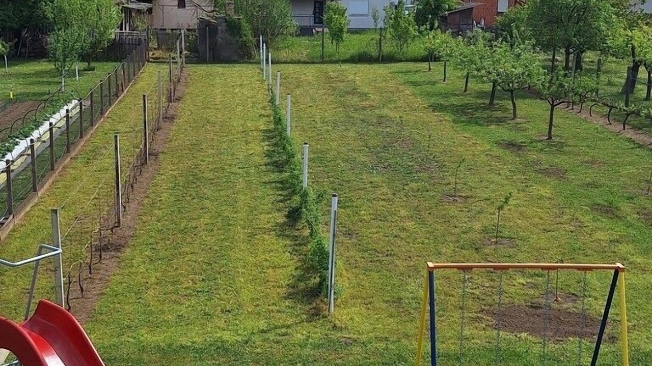 Photo of Others in Borovo