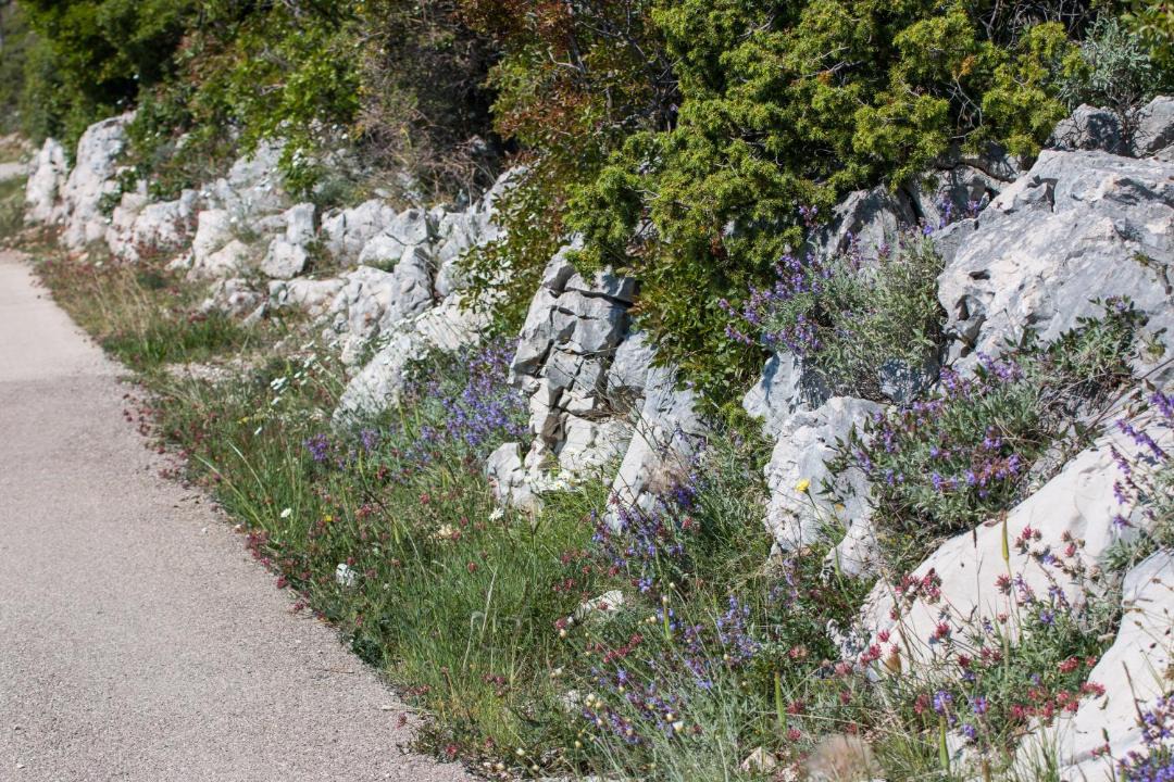 Photo of Others in Cres