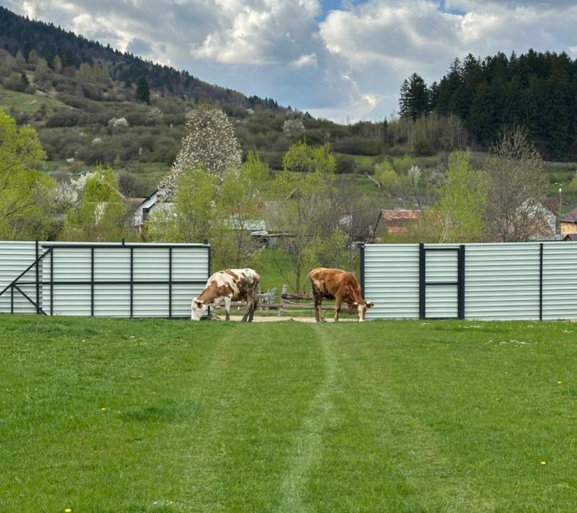 Photo of Others in Zarnesti