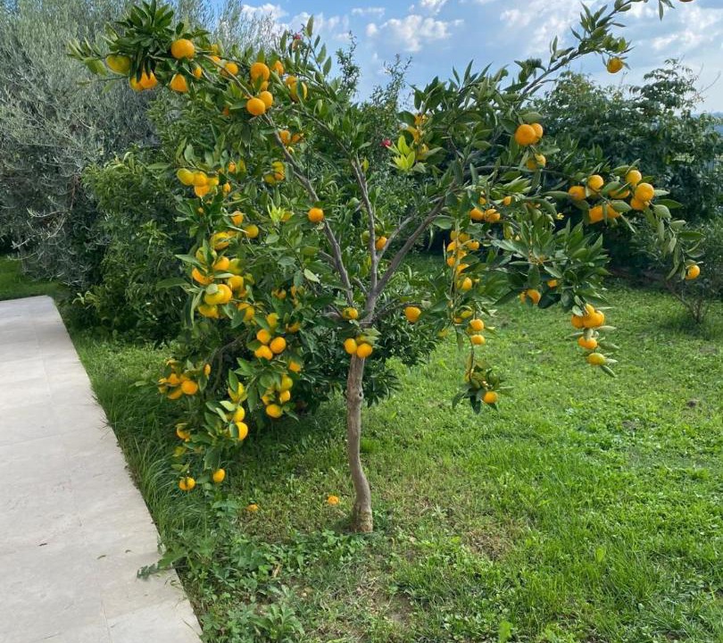 Photo of Others in Buje
