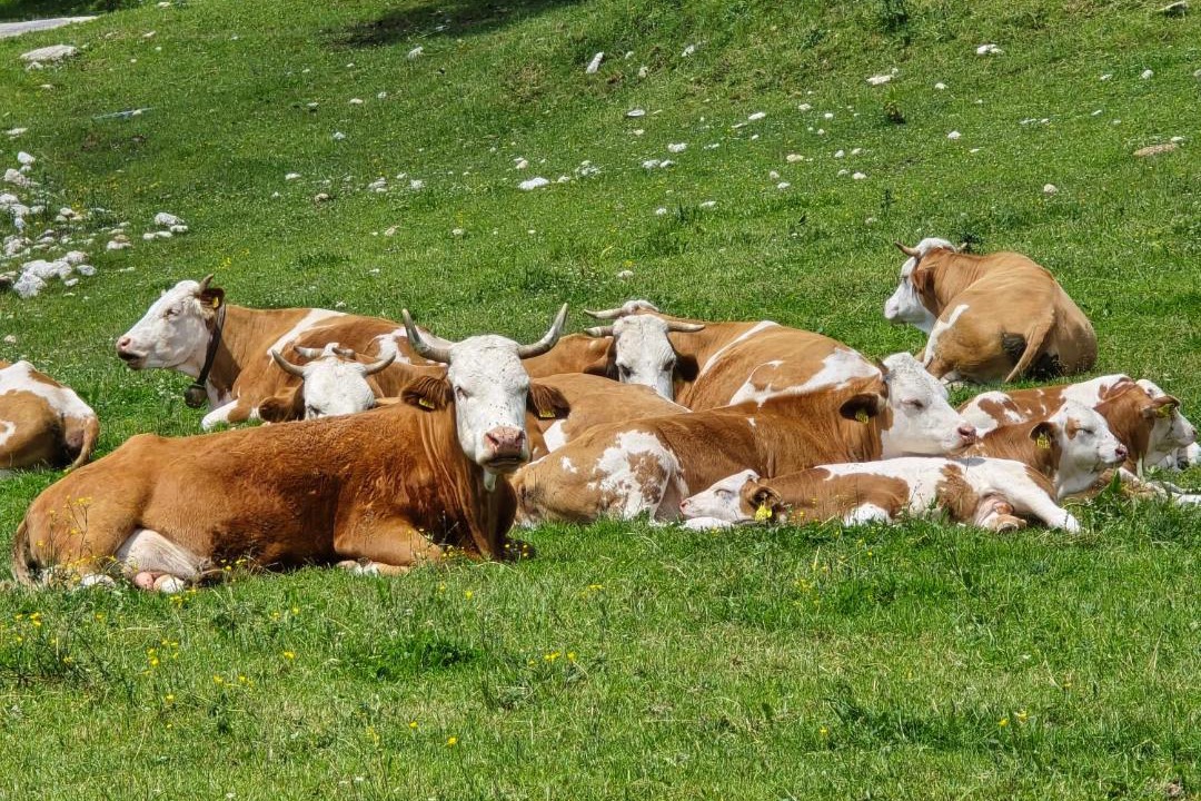 Photo of Others in Ambroz pod Krvavcem