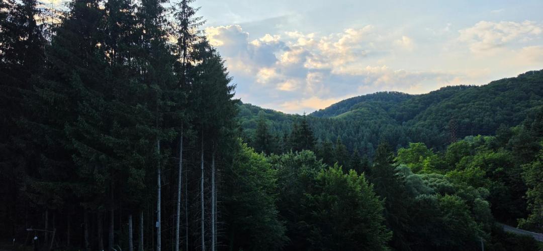 Photo of Others in Bozovici