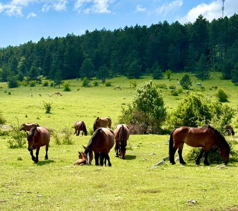 Photo of Others in Grabovac