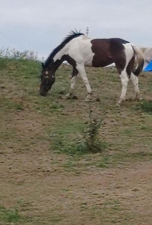 Photo of Others in Berkovac