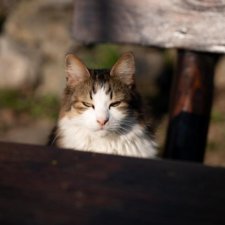 Photo of Others in Zemun