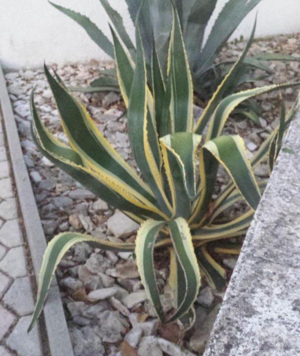 Photo of Others in Vabriga