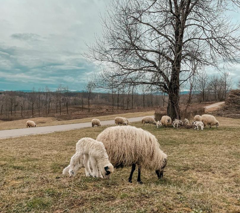 Photo of Others in Rakovica