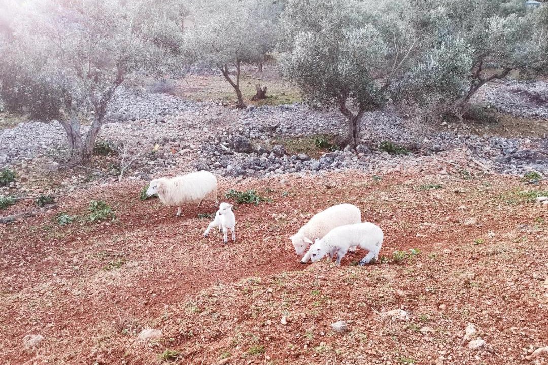 Photo of Others in Cres