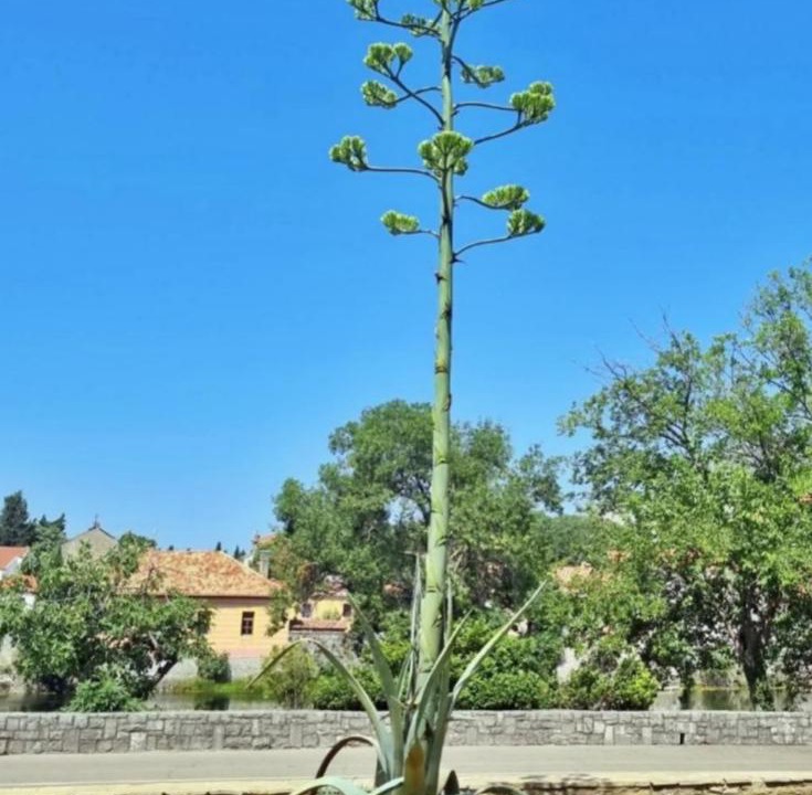 Photo of Outdoor in Trebinje