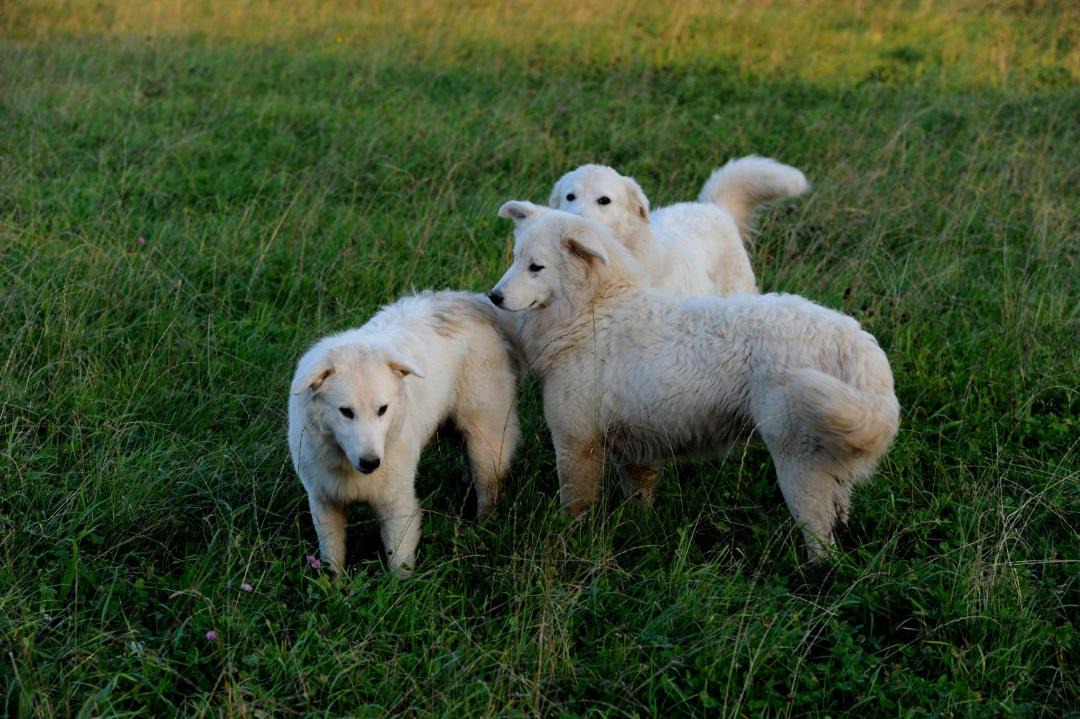 Photo of Others in Predjama