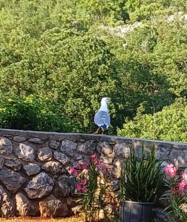 Photo of Others in Klenovica
