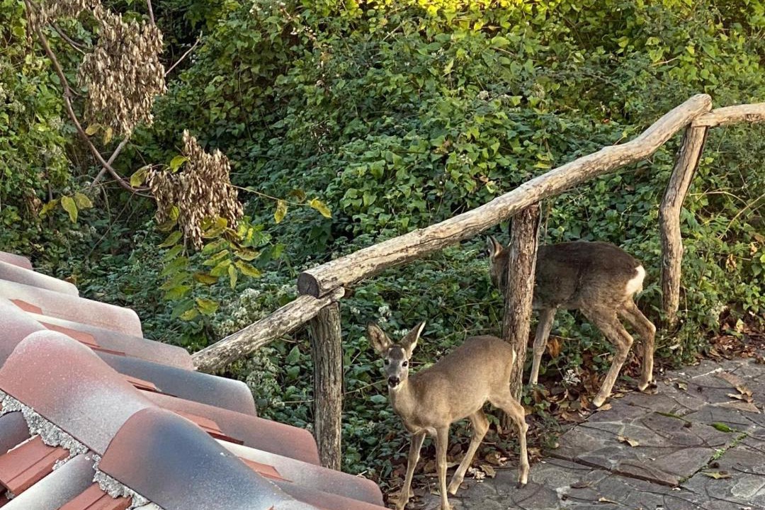 Photo of Others in Sveta Jelena