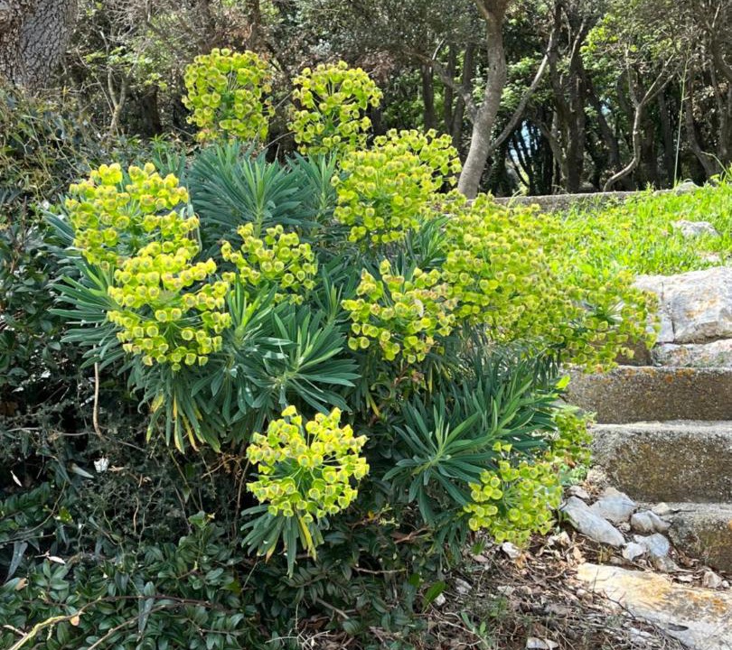 Photo of Outdoor in Suha Punta