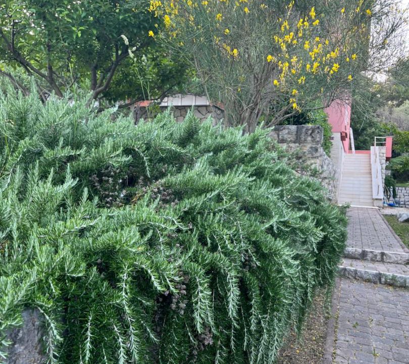 Photo of Outdoor in Suha Punta