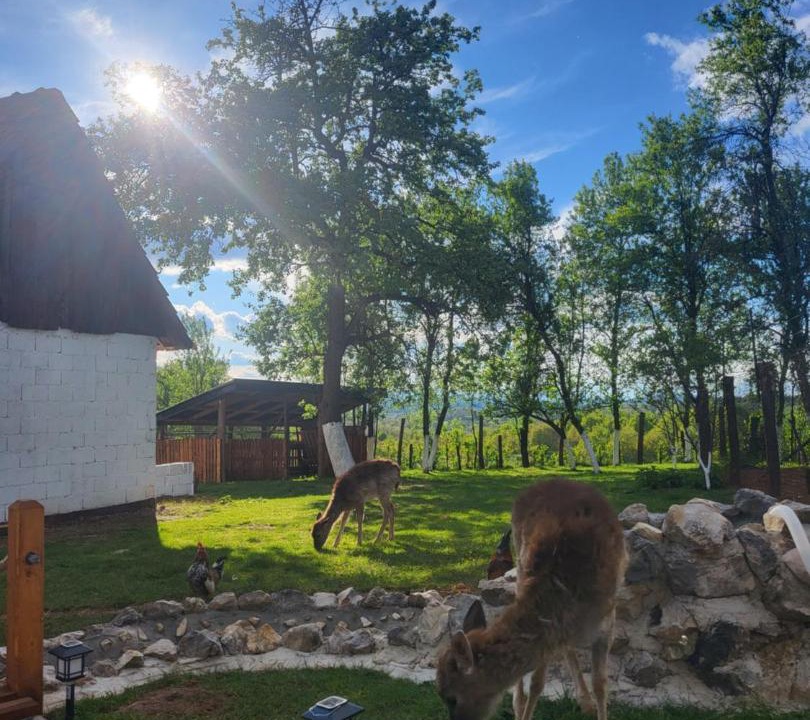 Photo of Others in Slunj