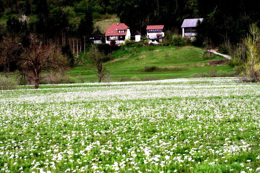 Photo of Others in Postojna