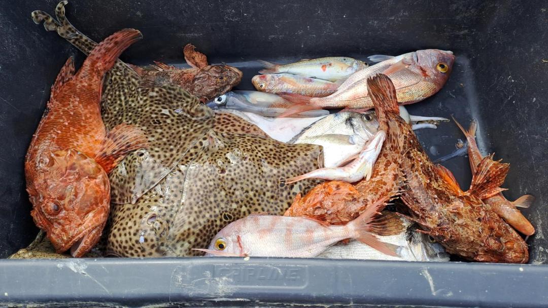 Photo of Others in Vratarusa