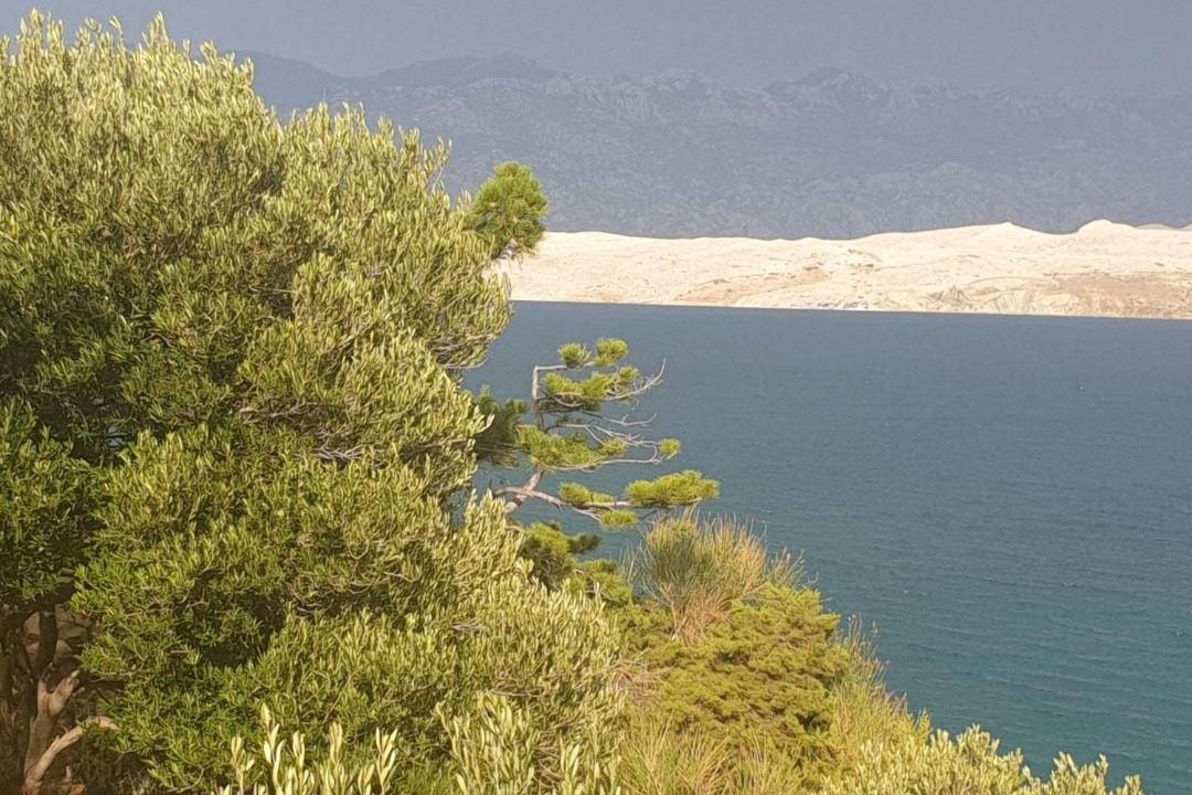 Photo of Others in Bosana