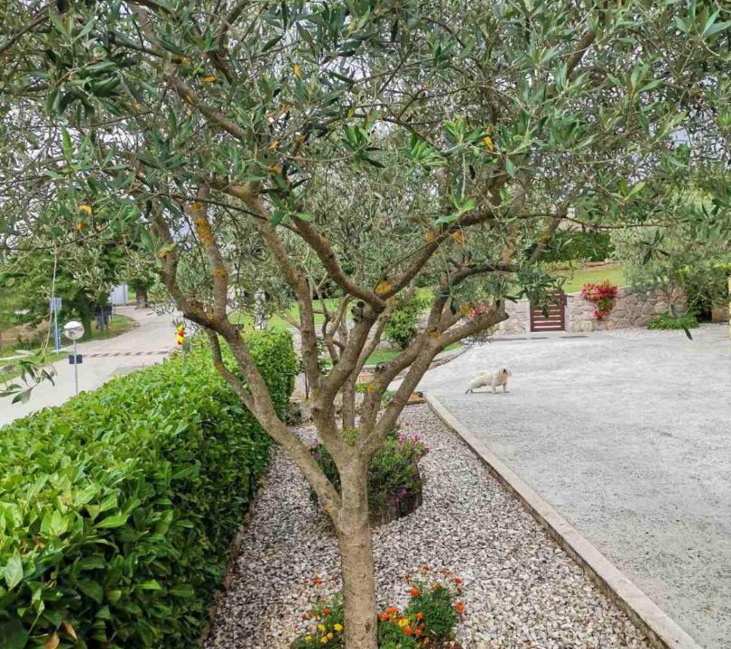 Photo of Outdoor in Brkac