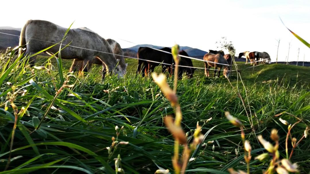 Photo of Others in Irinovac