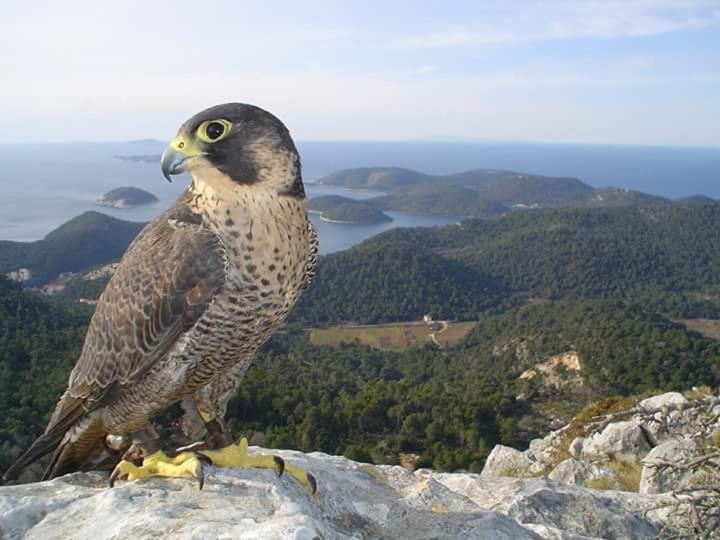 Photo of Others in Ubli