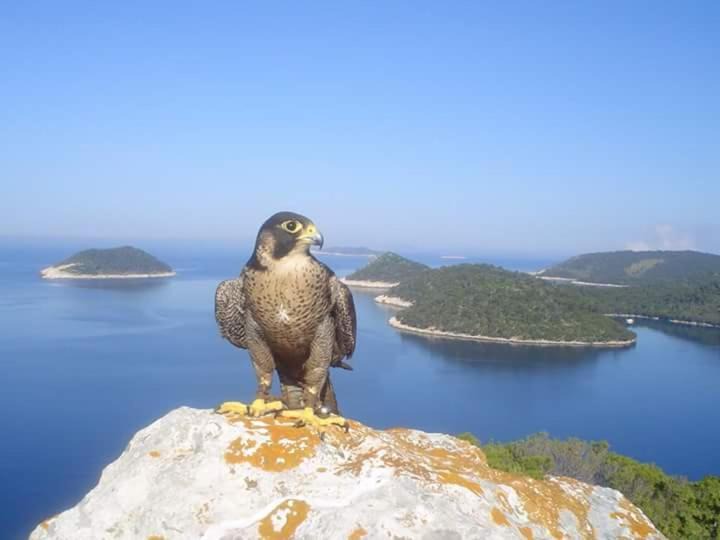 Photo of Others in Ubli