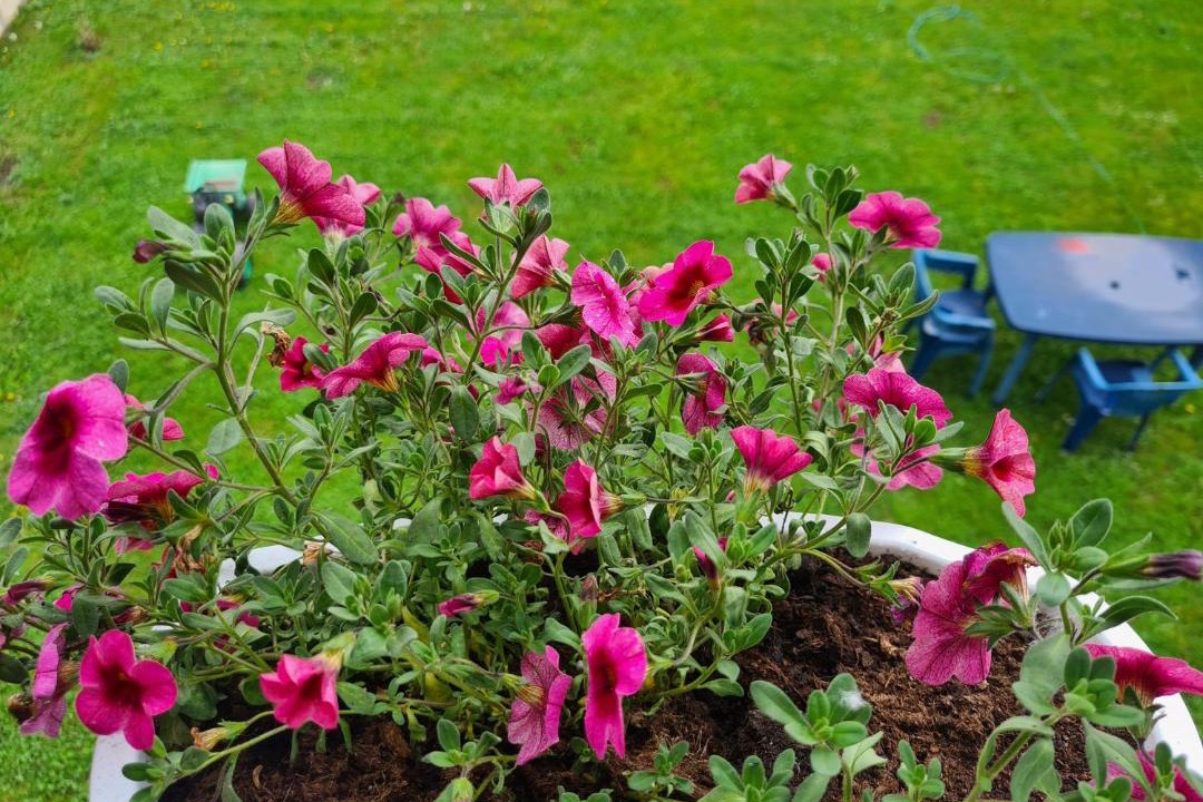 Photo of Others in Sarajevo