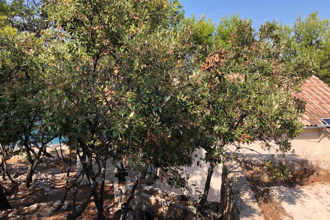 Photo of Others in Cove Basina (Jelsa)