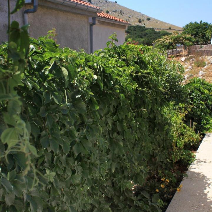 Photo of Others in Kornati