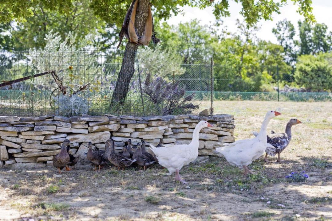 Photo of Others in Benkovac