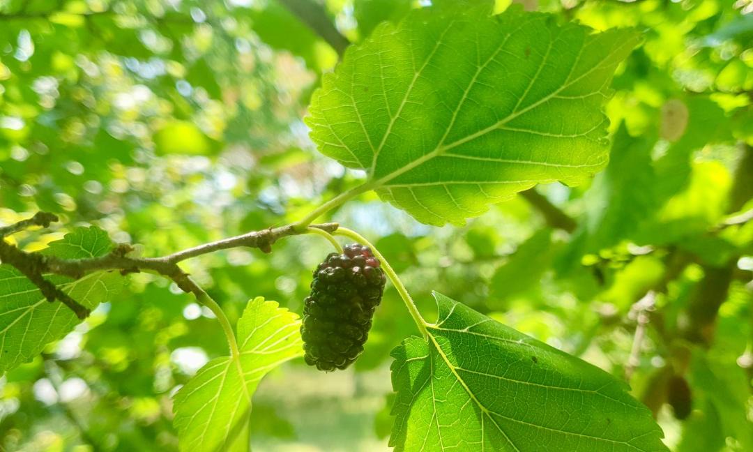 Photo of Outdoor in Dreznik Grad